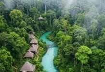 Wild and Wonderful: Best Jungle Stay Experiences You Can’t Miss Lush Jungle Resort Aerial View