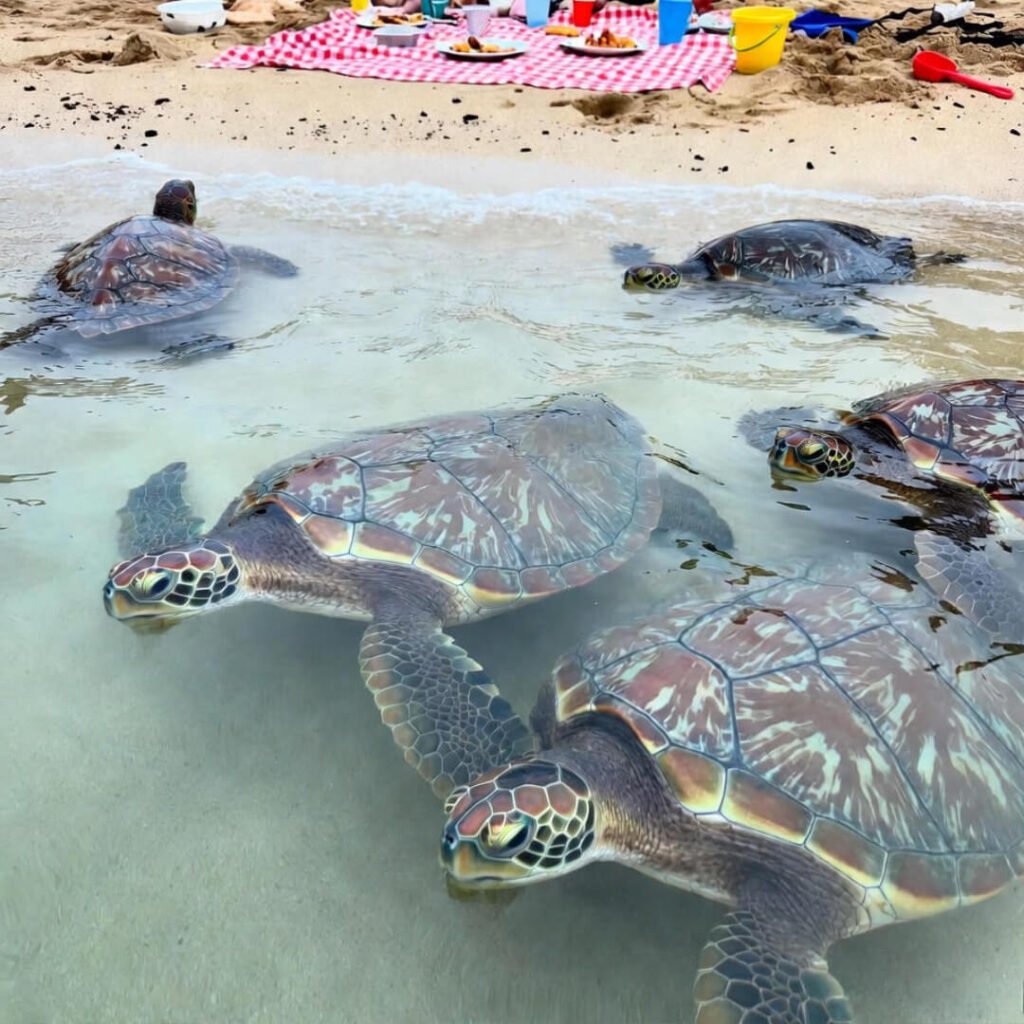 Sea turtles gliding near messy family picnic on Hawaiian beach.