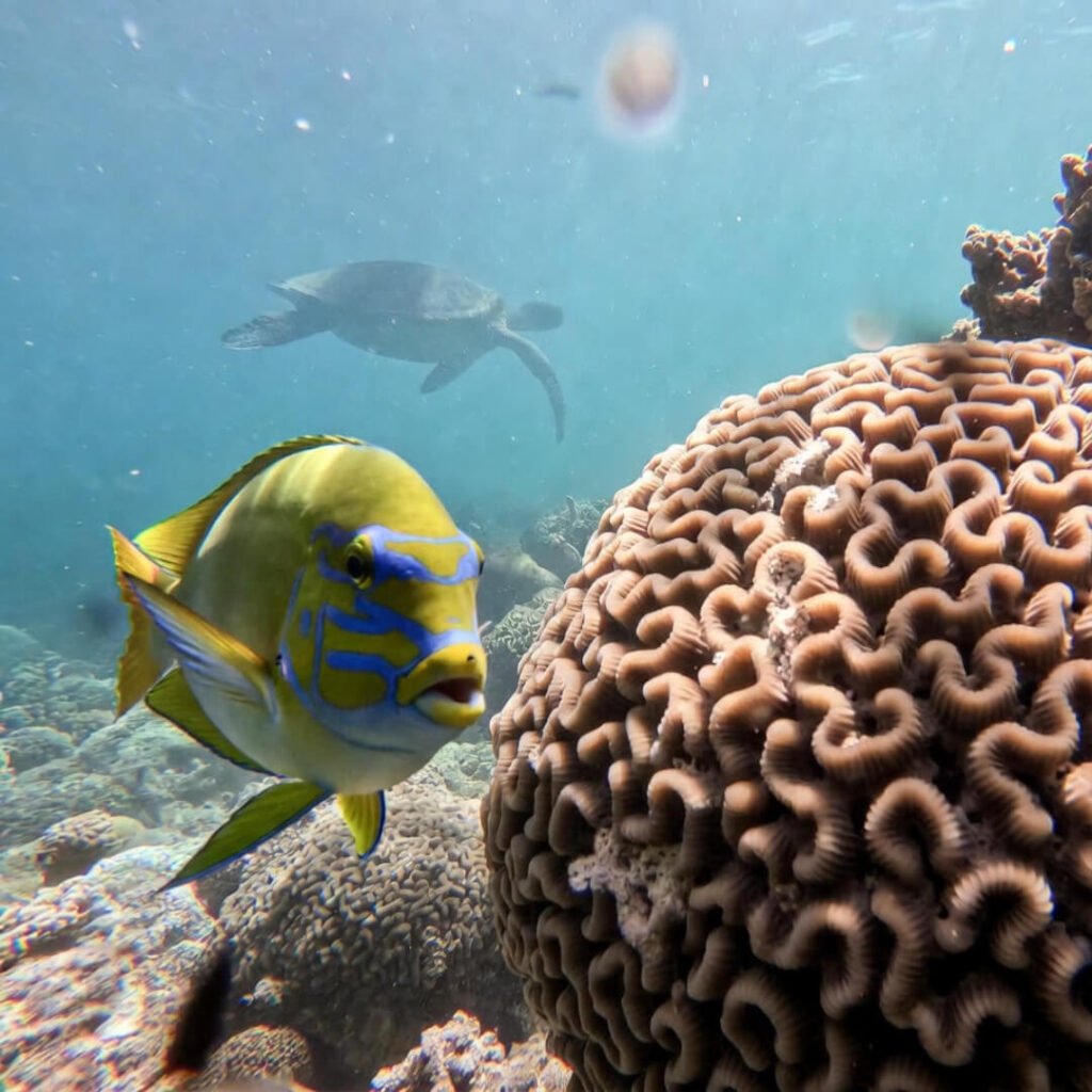 Colorful parrotfish near brain coral, distant turtle.
