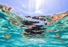 POV snorkeling shot with colorful fish, sunlight streaks