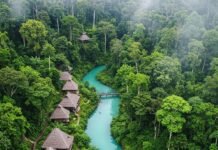 Wild and Wonderful: Best Jungle Stay Experiences You Can’t Miss Lush Jungle Resort Aerial View