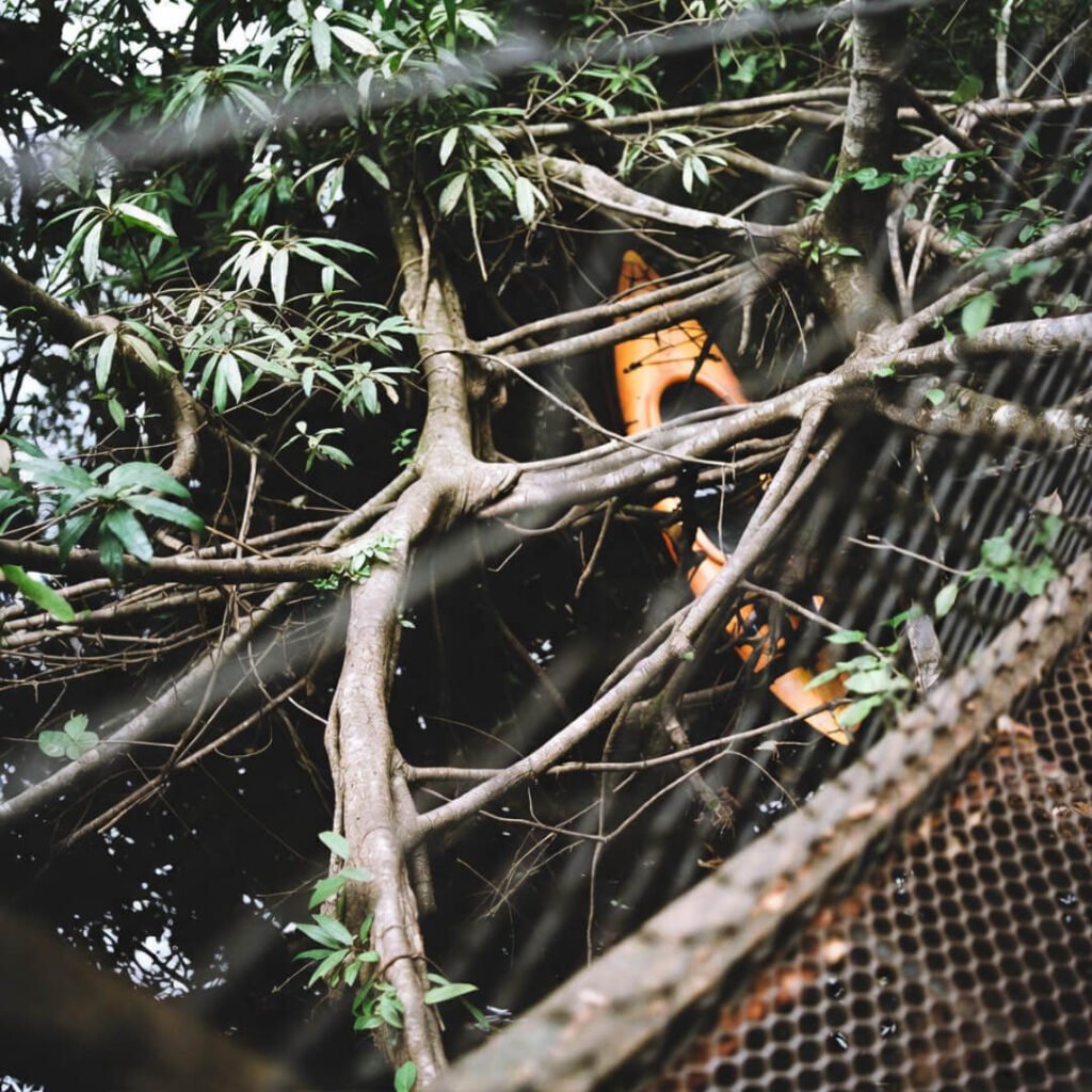 Vertigo-inducing canopy drop to lone river kayak.