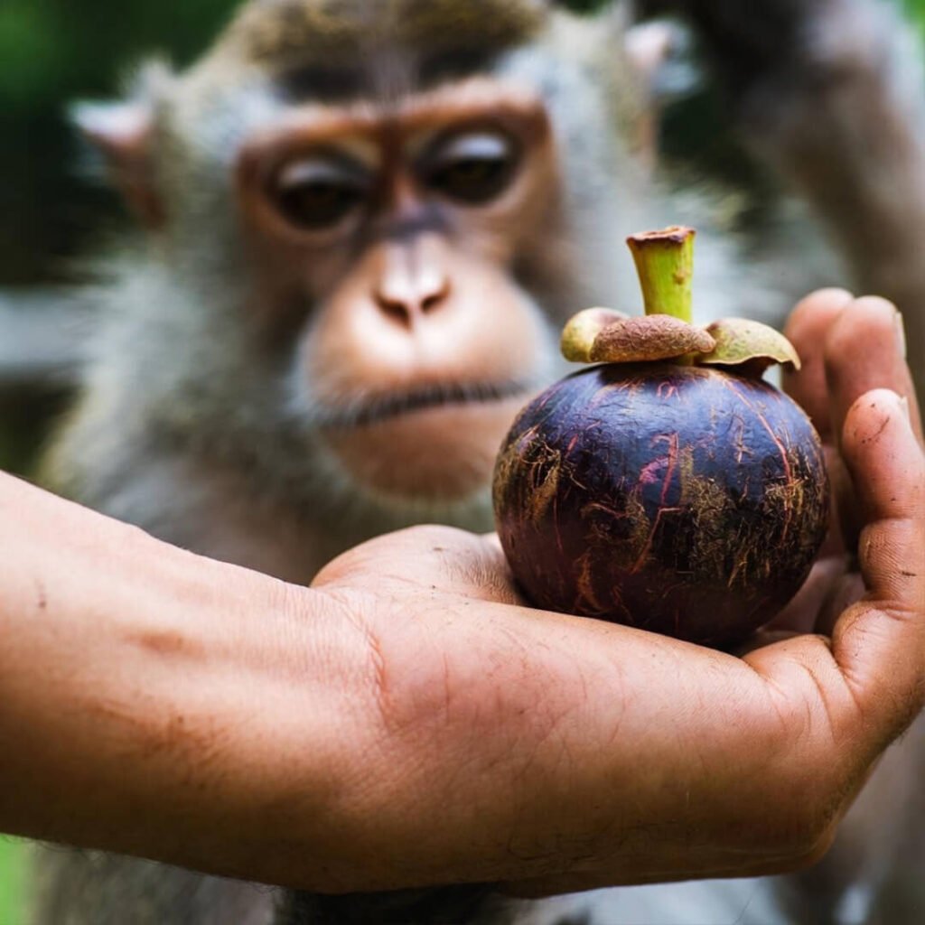 Scratched arm holding mauled mangosteen, monkey smirking.